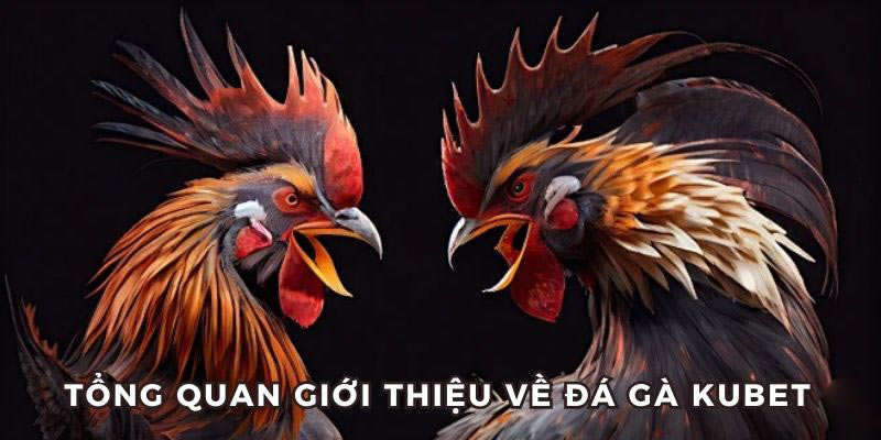 Đôi nét giới thiệu về sân đá gà Kubet