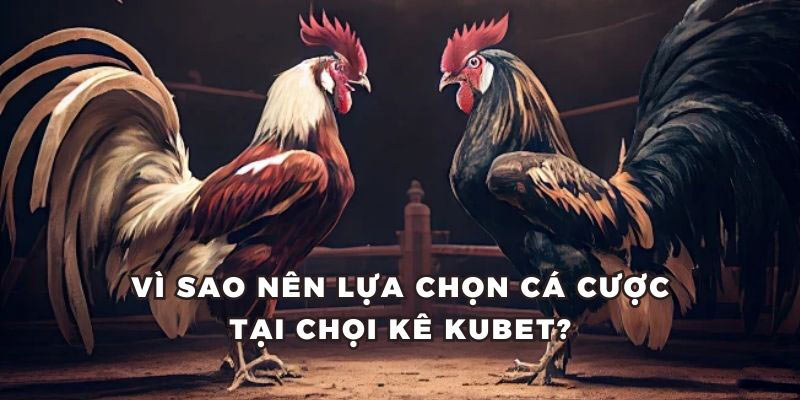 Lý do nên lựa chọn đá gà Kubet là điểm cược lý tưởng